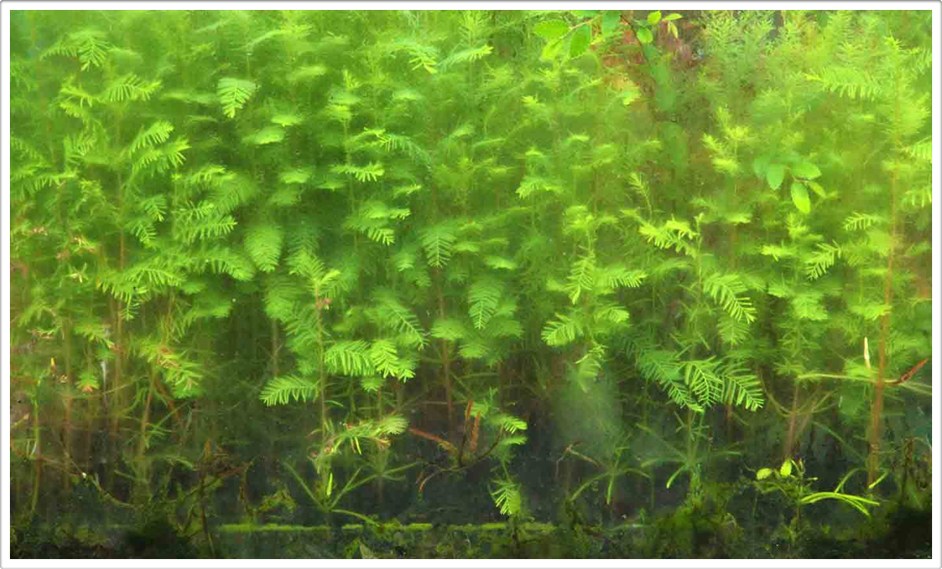 Naturalmente Naturaleza Natural