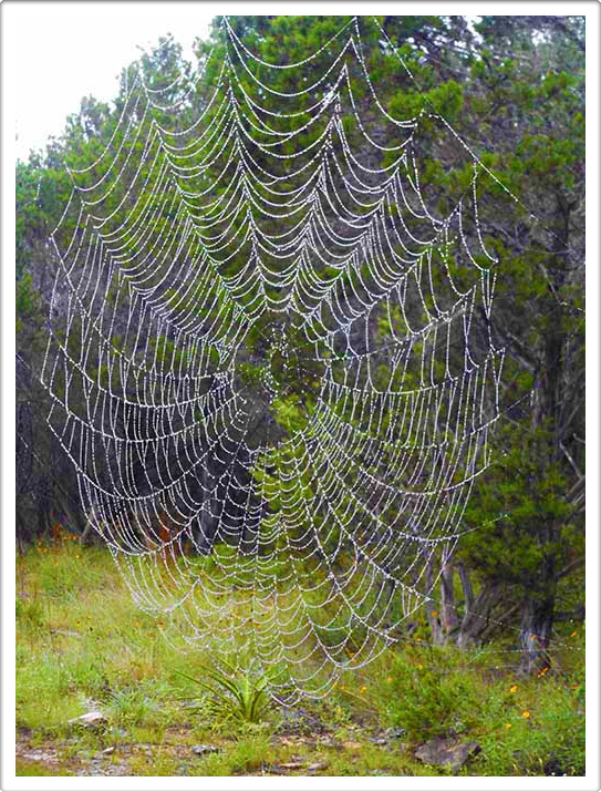 Naturalmente Naturaleza Natural