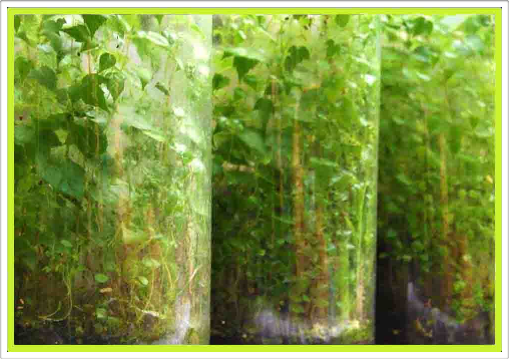 Naturalmente Naturaleza Natural