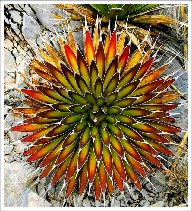 Naturalmente Naturaleza Natural