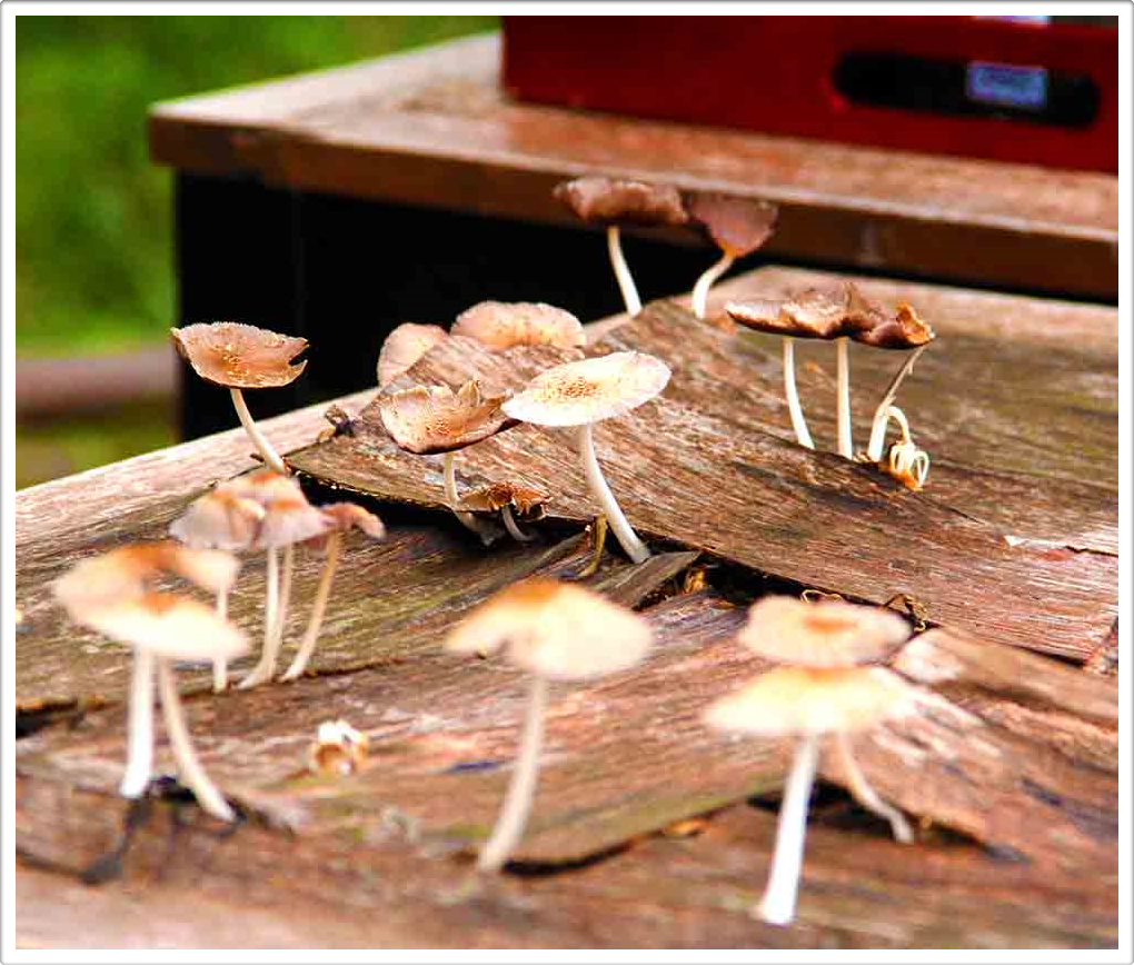 Naturalmente Naturaleza Natural